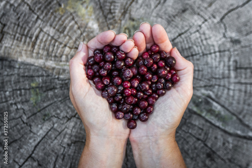 Schilderij op canvas Holding huckleberries in a heart shape