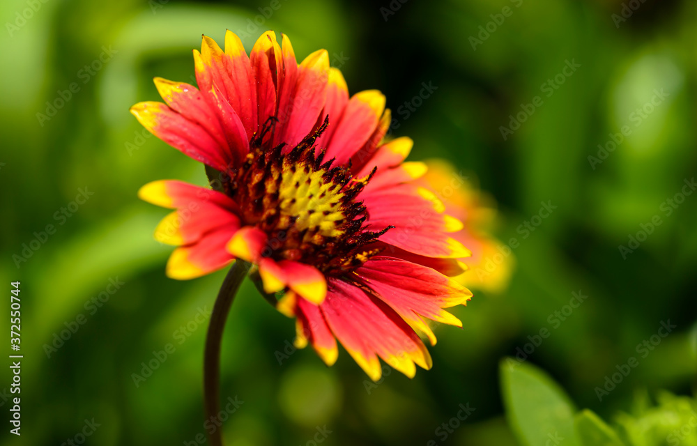 Firewheel Indian blanket flower