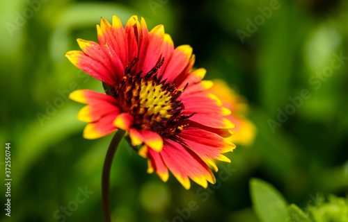 Firewheel Indian blanket flower