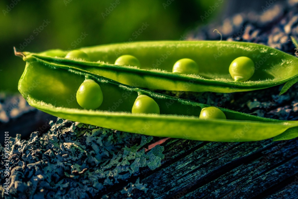 close up of a green pea