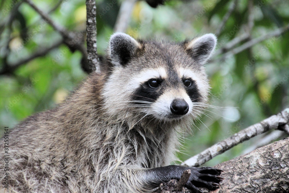 Obraz premium A Racoon in the florida Everglades