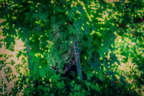 spider web