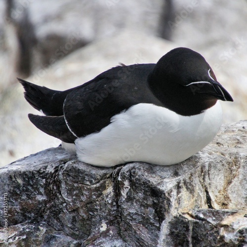 A picture of a Razorbill