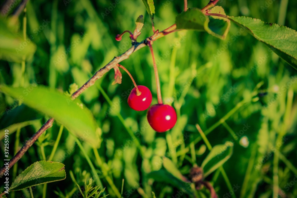 red cherries on a branch