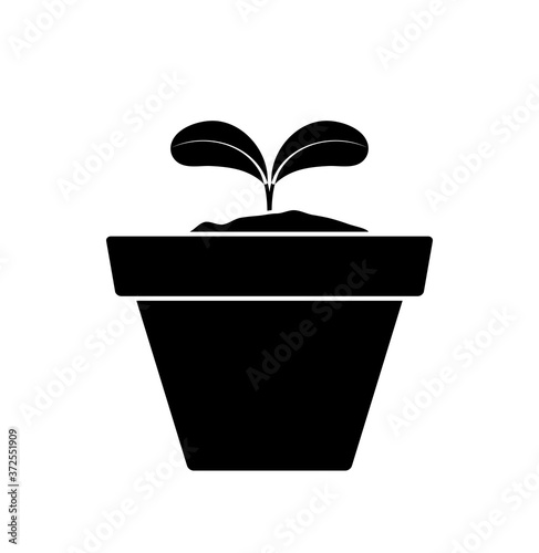 plant in pot