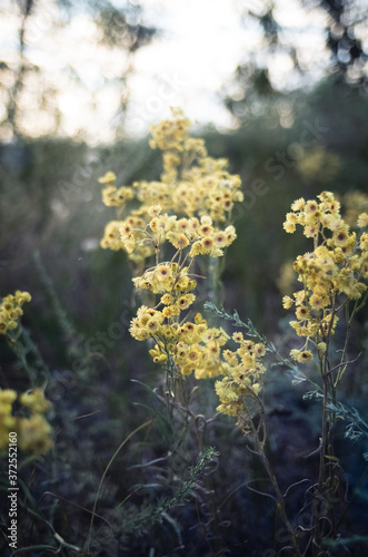 yellow flowers in the forest