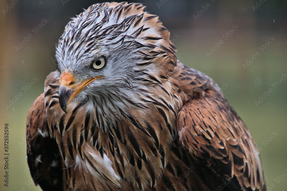 A view of a Red Kite
