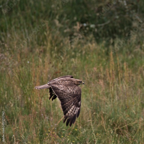 A view of a Red Kite in flight