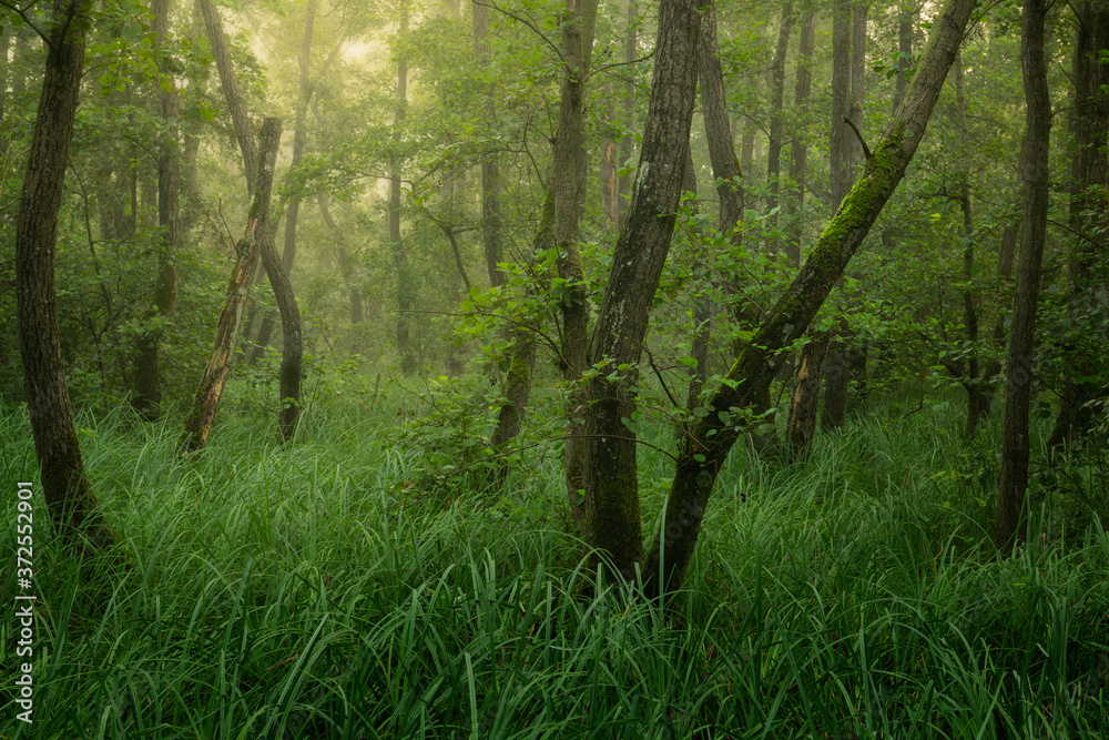 Obraz premium Beautiful green forest in a wetland in the Netherlands in Brabant. Photo taken on a beautiful misty morning.
