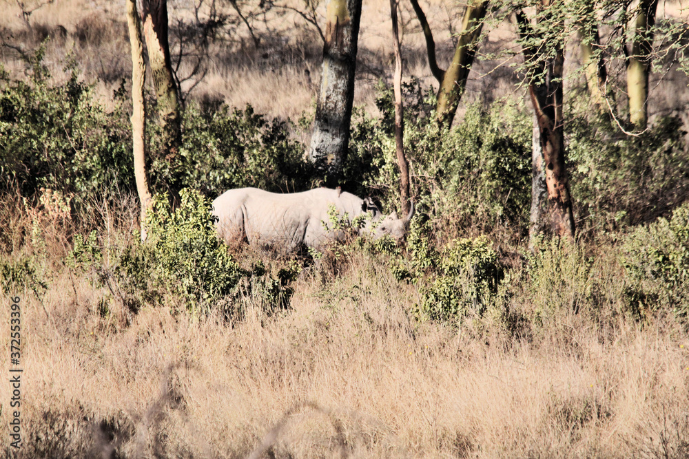 Obraz premium A view of a Rhino