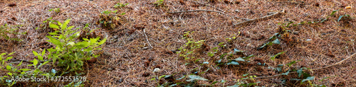 close-up of undergrowth of pine needles and bushes in autumn, panorama