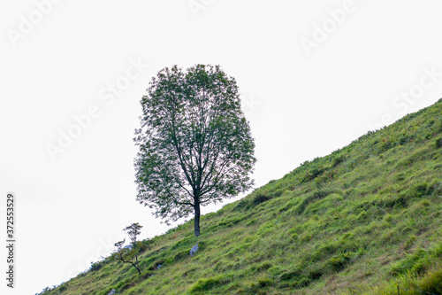 Obraz na płótnie Árbol en la ladera de la montaña w salonie