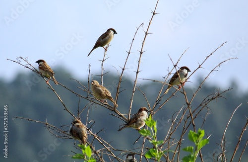 beautiful house sparrow bird passer domesticus sittiing male and female house sparrow  photo