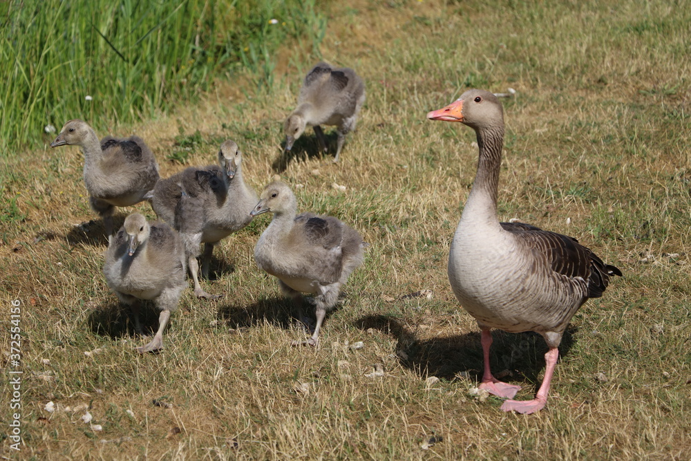 Greylag goose Anser anser family in Sweden Greylag goose Anser anser family in Sweden
