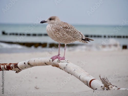 seagull on the beach