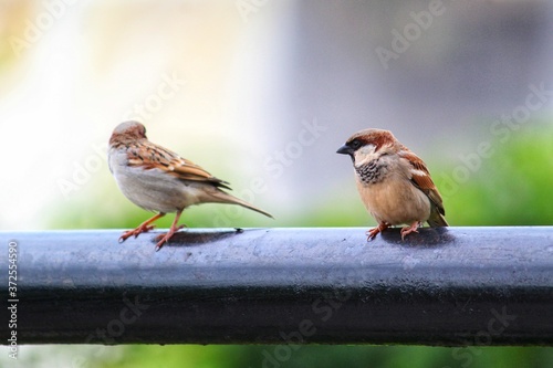 colorful house sparrow bird passer domesticus bird in nature male and female house sparrow bird close up photo