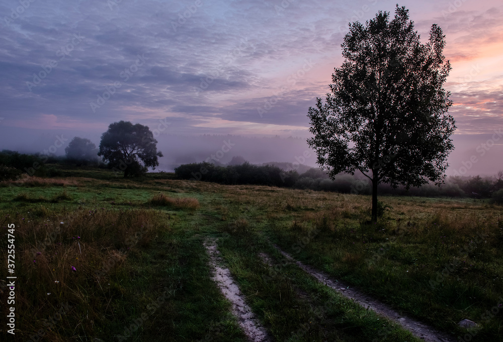 Fototapeta premium A quiet dawn, a dirt road and a tree.