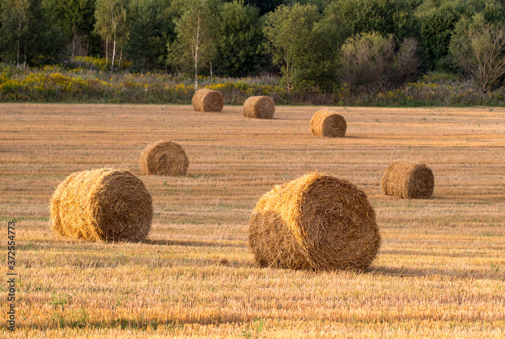 A round haystack, a bale of straw in a field in summer
