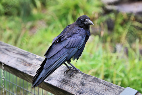 crow on a fence © Simon Edge