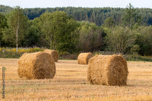Cuadro en lienzo hay bales in the field