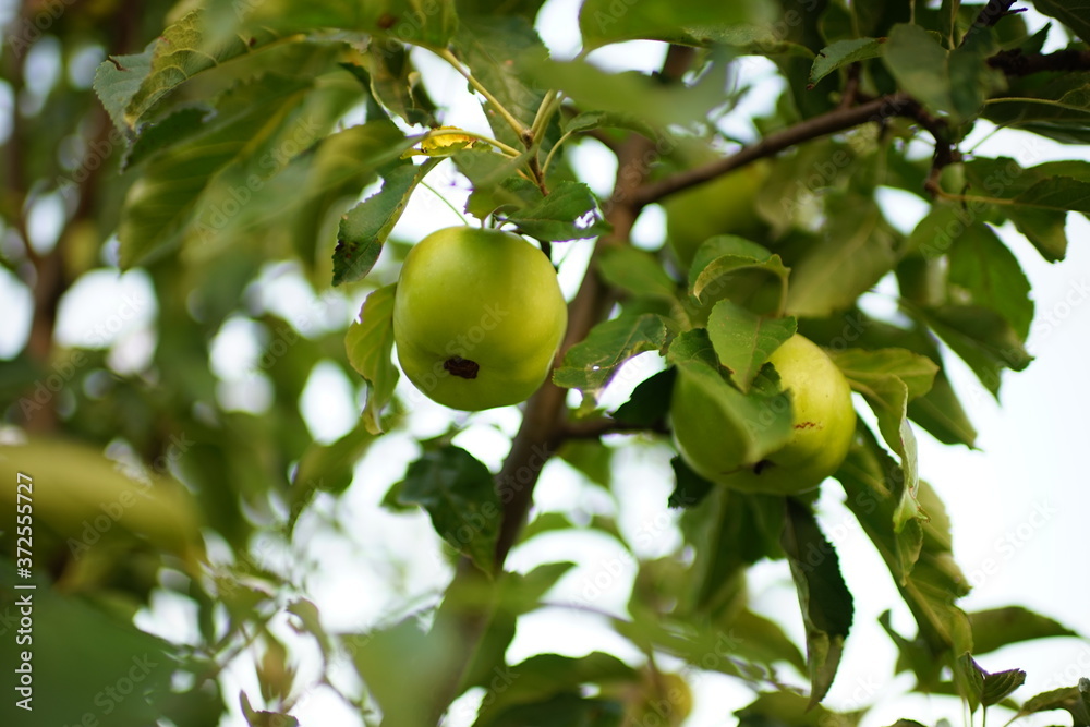 green ripe apples on the tree branch in summer garden green ripe apples on the tree branch in summer garden