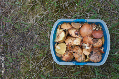 Basket of boletus, edible mushroom in the forest grass background, top view