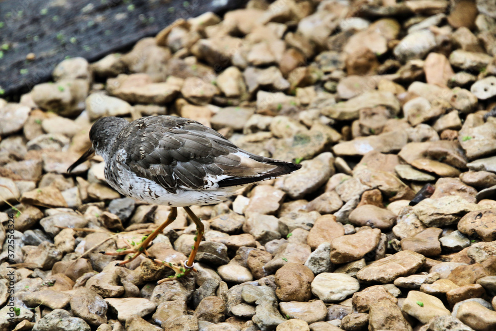 Obraz premium A view of a Ruff