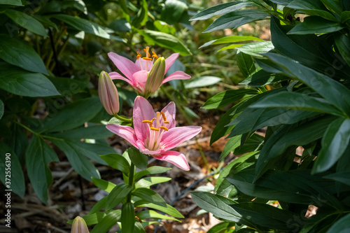 Blooming Pink Lilies in a Garden