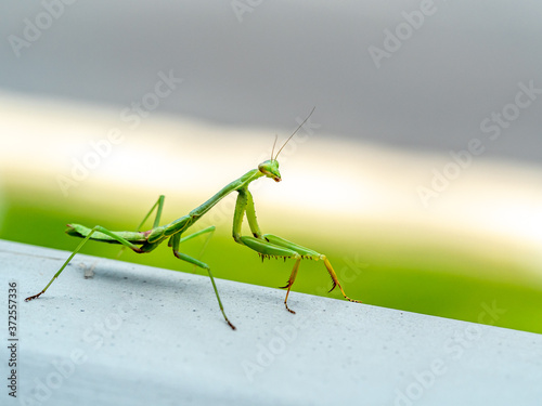 Close up of Praying Mantis