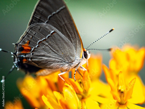 Close up of Gray Hairstreak Butterfly on green leaf showing detail of wings, face and antennae. photo