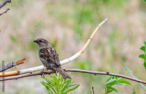 A sparrow in the garden sits on a dry branch on a summer day.