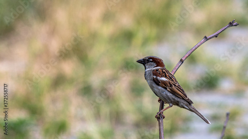 A sparrow in the garden sits on a dry branch on a summer day.