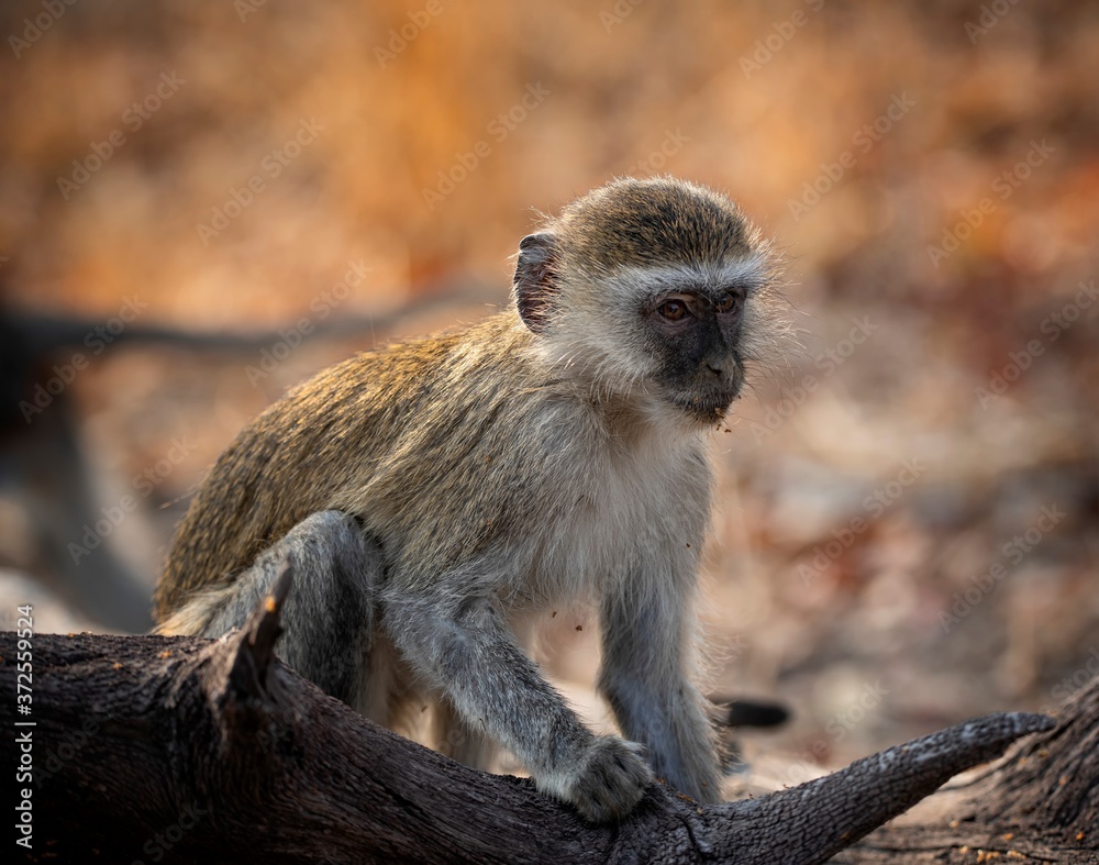 Obraz premium monkey