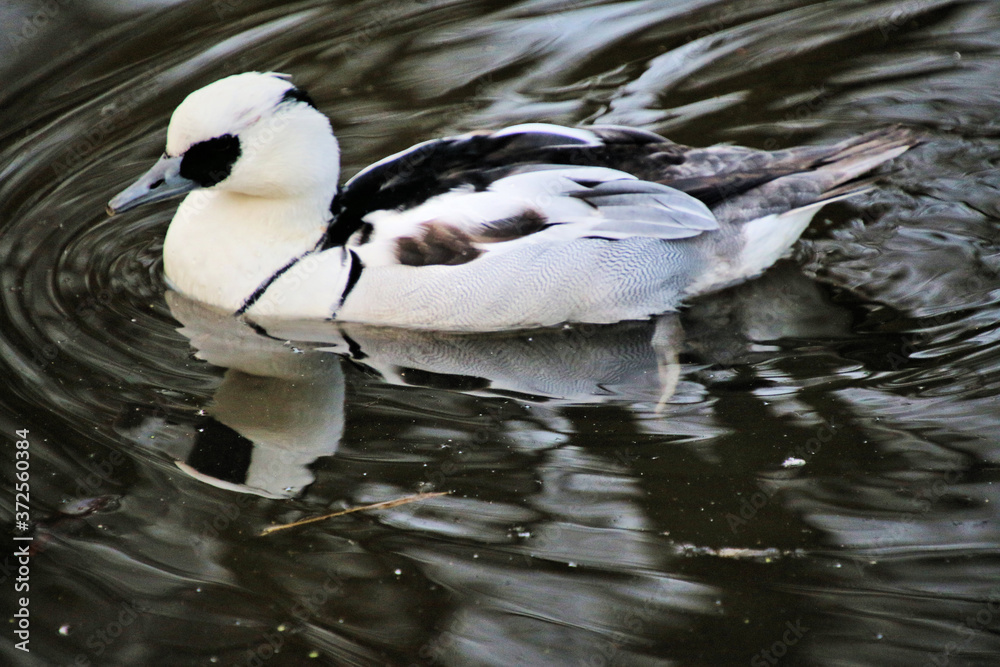 A picture of a Smew Duck