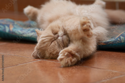 Gato felino da cor caramelo da raça persa dormindo em um sono tranquilamente no chão