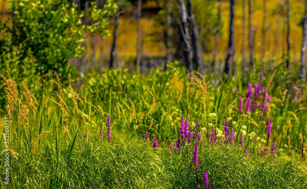 Poland... Lato... Summer...