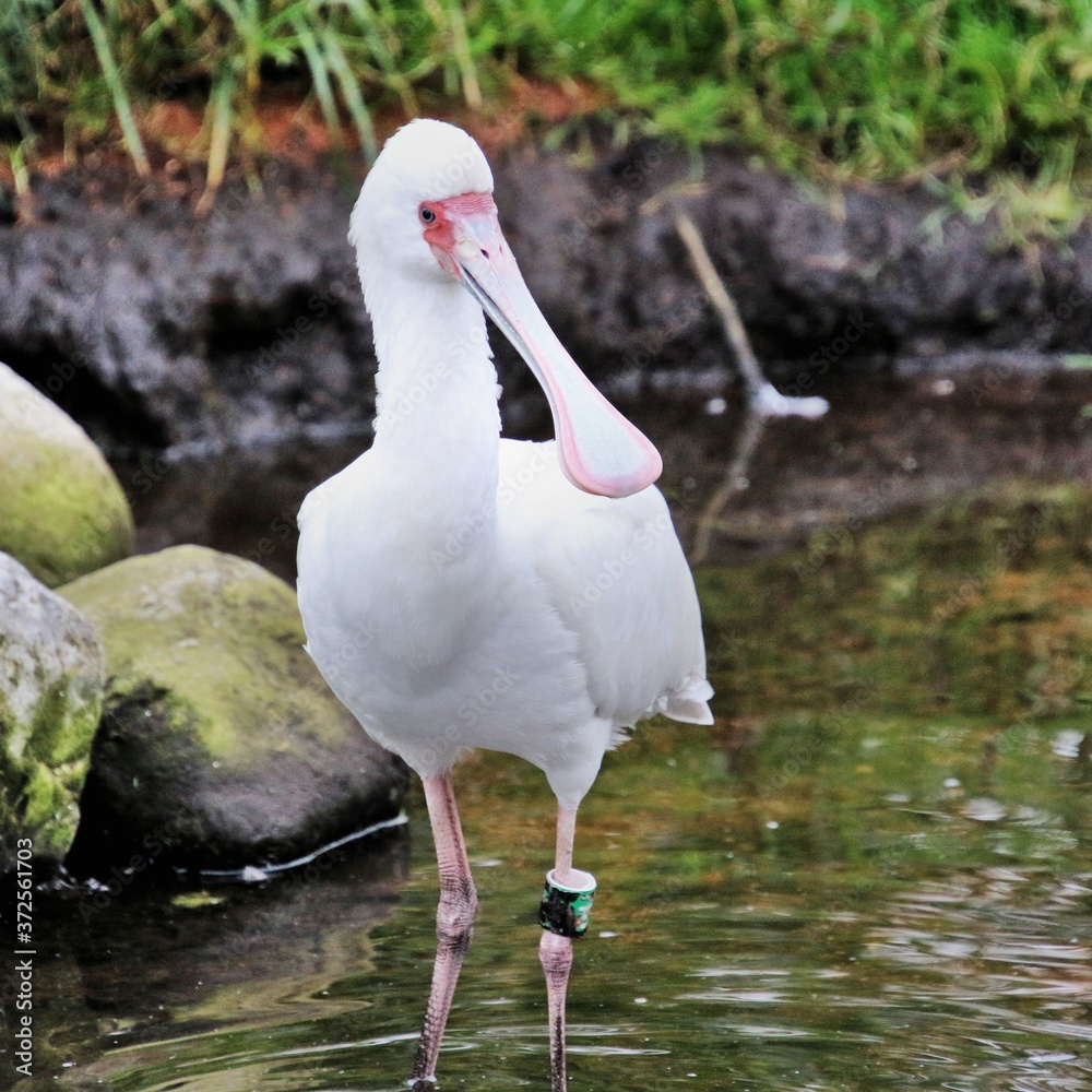 Obraz premium A view of a Spoonbill