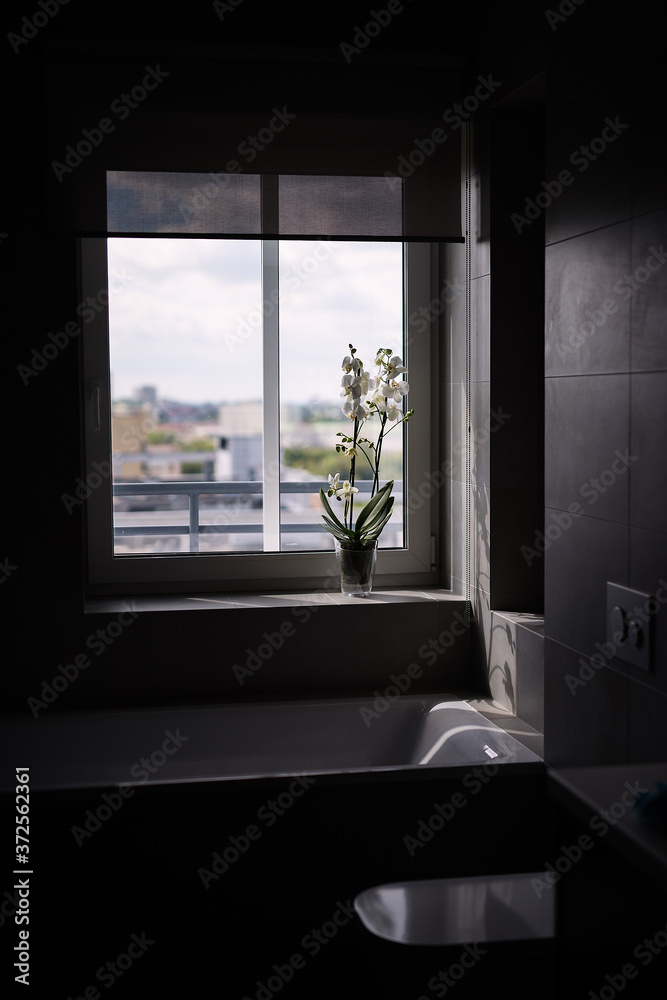 pot with an orchid stands on  windowsill in bathroom, dark room with window