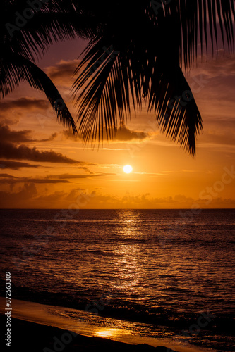 Palm tree leaves silhouette at the sunset over Atlantic Ocean in Las Terrenas  Dominican Republic