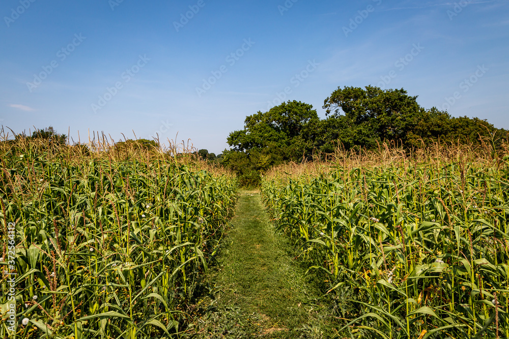 Fototapeta premium Corn Crops in the Sussex Countryside