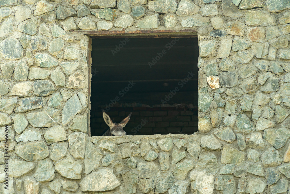 Funny donkey looking into a window to outdoor Funny donkey looking into a window to outdoor