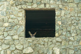 Funny donkey looking into a window to outdoor