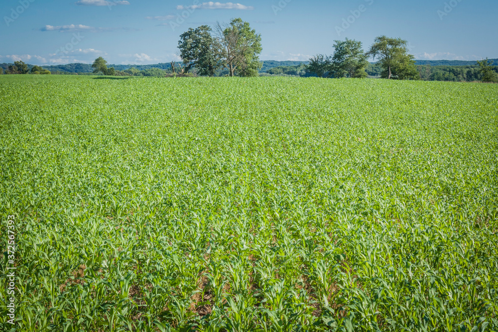 A large, green field of cover crops and sudangrass with trees and blue sky in the background.