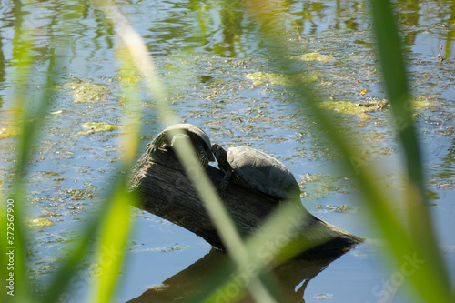 frog in the pond