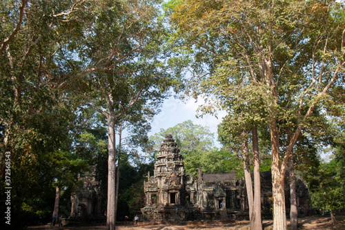 Trees taking temples