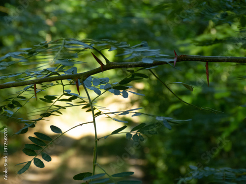 leaves in water
