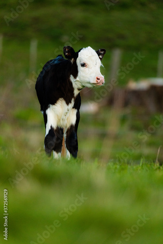 Foto Recently born calf explores her new world, Rotorua, New Zealand