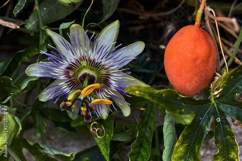 Beautiful passionflower flower and orange fruit, surrounded by green leaves