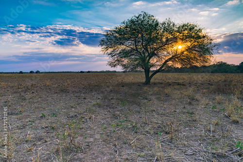 Schilderij op canvas pequeño árbol de algarrobo con el sol detrás al atardecer