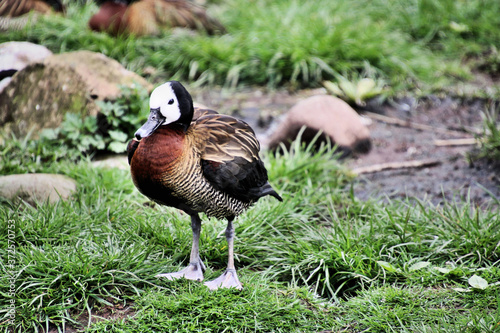 A view of a Whistling Duck